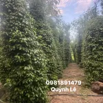 Bán 3 héc đất rẫy tiêu, cà phê ở Iale - Ảnh thu nhỏ 2
