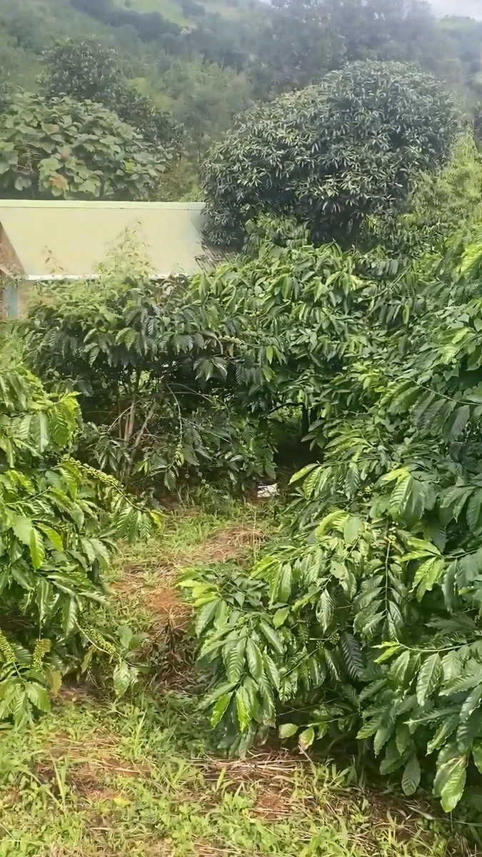 Bán gấp đất sản xuất Cape 1,8 ha ở Lâm Đồng - Ảnh 1