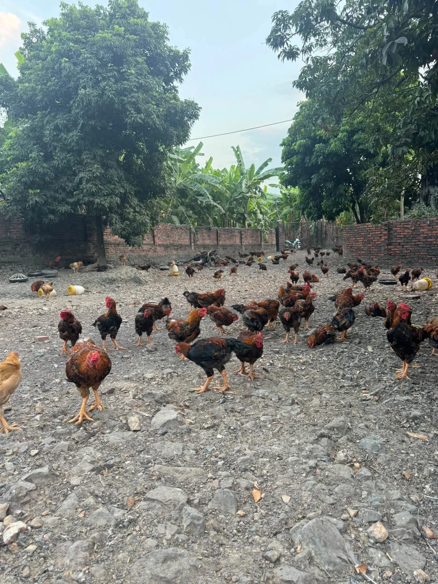 Bán trang trại nhà vườn 1828m2 Đông Triều Quảng Ninh - Ảnh 1