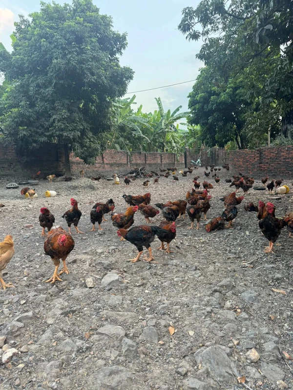 Bán trang trại nhà vườn 1828m2 Đông Triều Quảng Ninh