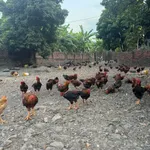 Bán trang trại nhà vườn 1828m2 Đông Triều Quảng Ninh - Ảnh thu nhỏ 1