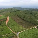 Bán đất 3330m² có 200m thổ cư 2,5 tỷ tại Bảo Lâm - Ảnh thu nhỏ 5