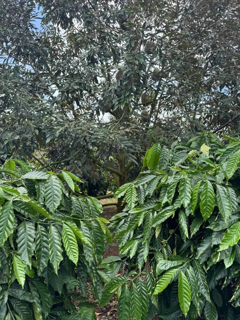 Bán đất rãy 2 héc ta Dắk Sắc, Dắk Mil, Đắk Nông - Ảnh thu nhỏ 2