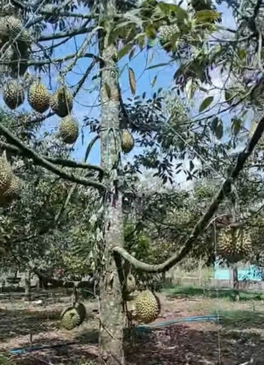 Bán đất Bình Ba 1000m² có vườn sầu riêng gần quốc lộ 56 - Ảnh 1