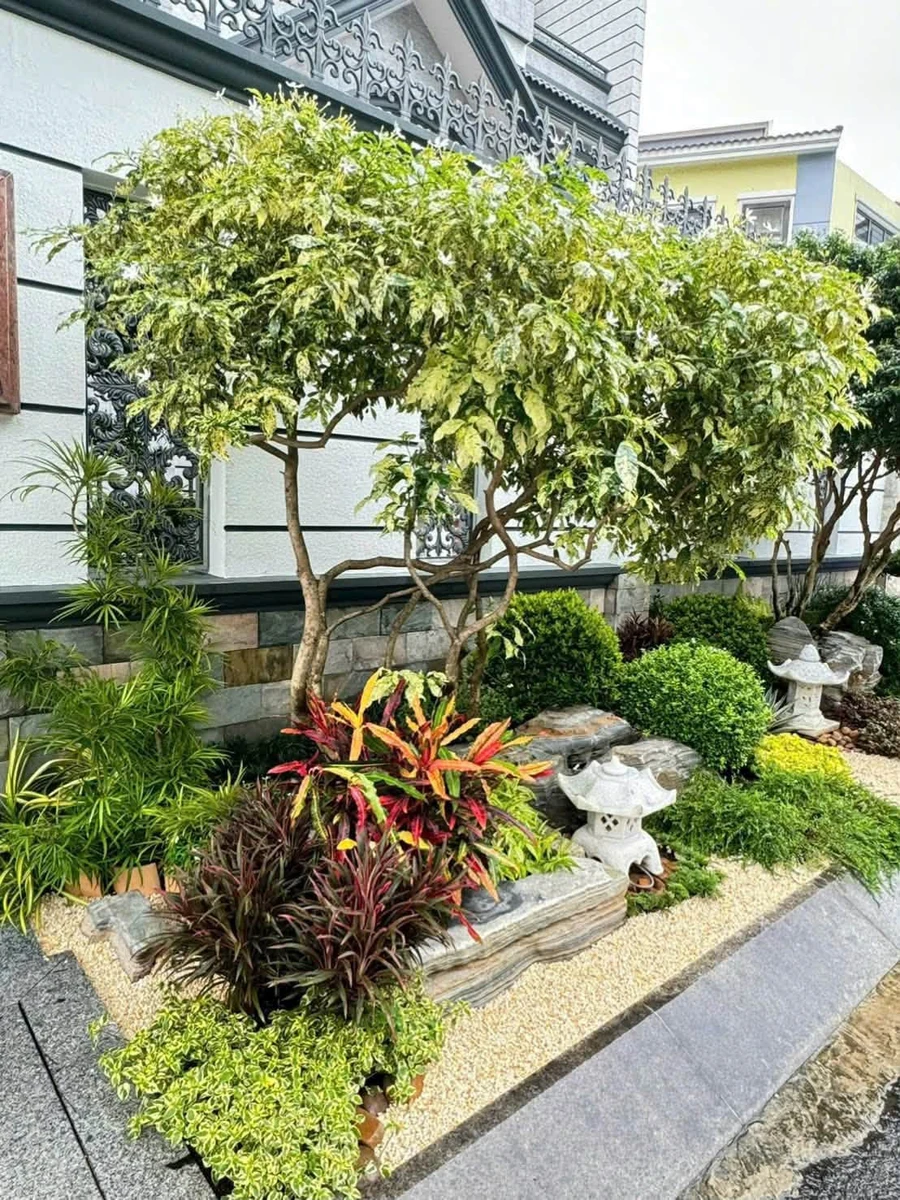 Bán biệt thự Giang Văn Minh 240m² Quận 2, 65 tỷ - Ảnh thu nhỏ 4