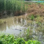 Bán 500m2 đất lúa Mỹ Thới gần cầu Đức Thành 3, giá 320 triệu, thích hợp làm vườn - Ảnh thu nhỏ 3