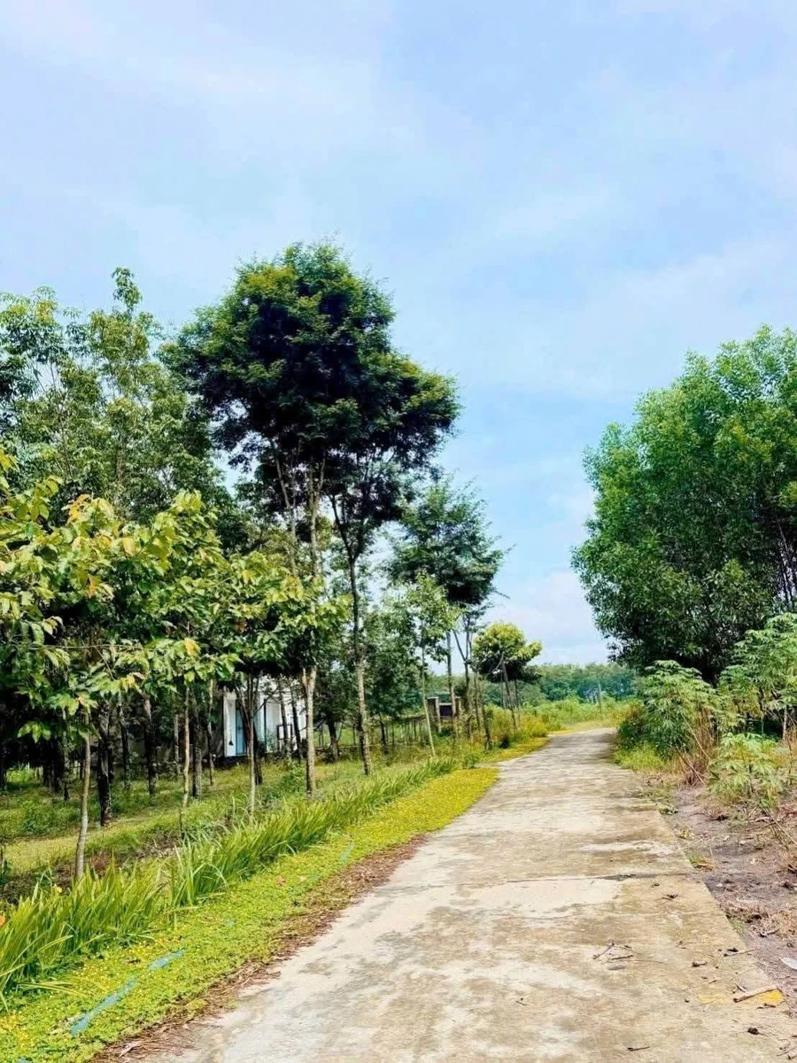Bán đất Chơn Thành 1000m² giá 590 triệu - Ảnh 1