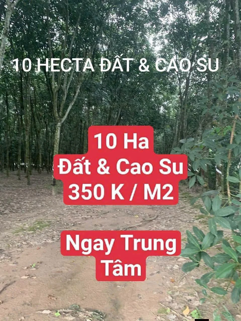 Bán đất 10 ha cây cao su Bắc Tân Uyên, giá 350k/m2 - Ảnh 1