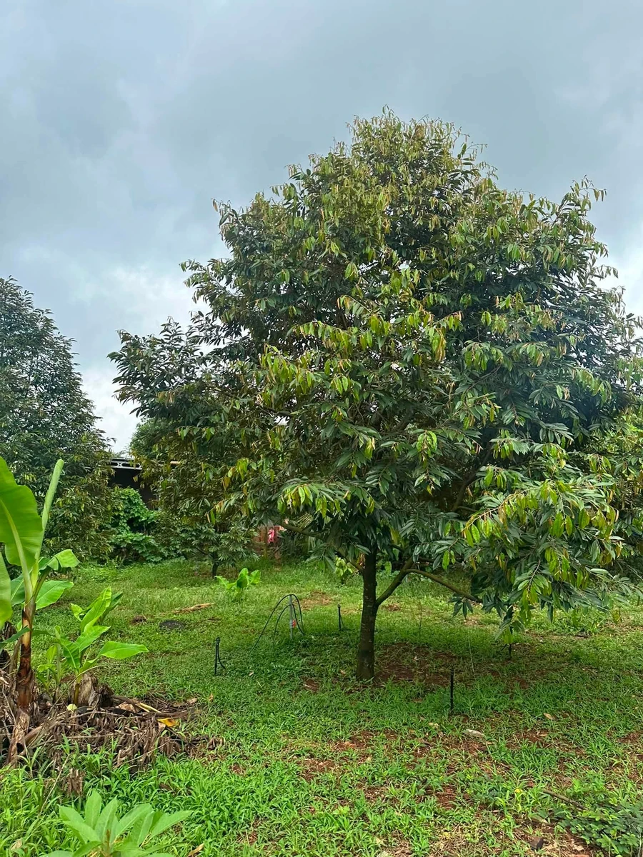 Bán đất Phú Riêng Bình Phước 400m2 giá 2 tỷ - Ảnh thu nhỏ 4