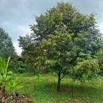 Bán đất Phú Riêng Bình Phước 400m2 giá 2 tỷ - Ảnh thu nhỏ 4
