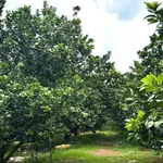 Bán đất 250m² Trừ Văn Thố, sổ hồng, 850 triệu - Ảnh thu nhỏ 1