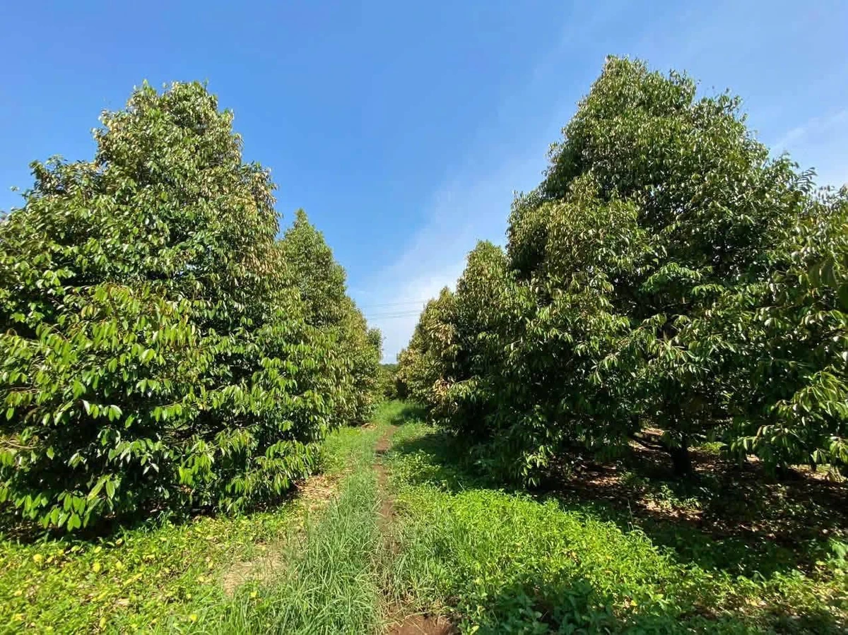 Bán đất vườn sầu riêng 1,9 ha tại Phú Vinh, Đồng Nai - Ảnh thu nhỏ 2