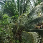 Bán đất vườn dừa 1,2 mẫu tại Mỹ Hòa, Ba Tri - Ảnh thu nhỏ 4