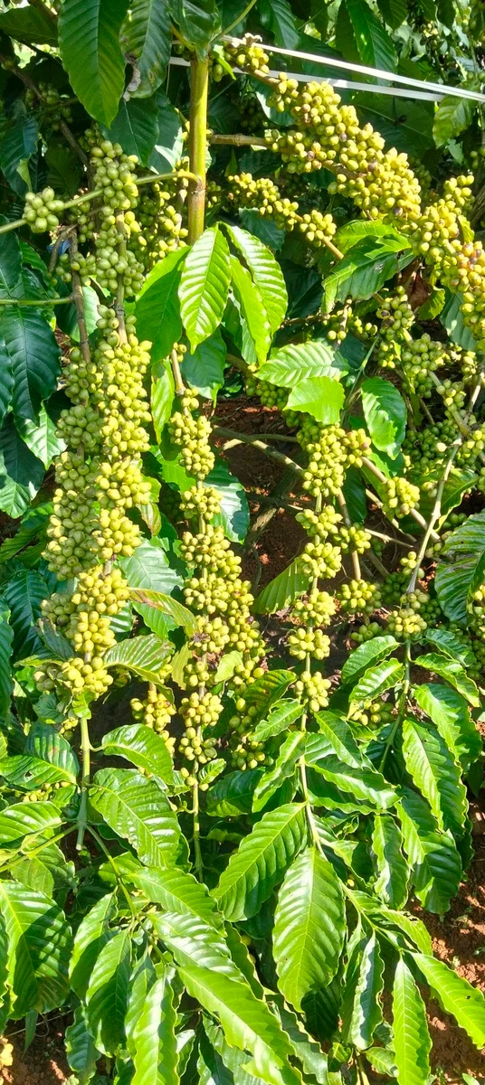Bán lô rẫy 3ha tại Tuy Đức, Bà Rịa - Vũng Tàu, giá 5,5 tỷ - Ảnh thu nhỏ 2