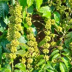 Bán lô rẫy 3ha tại Tuy Đức, Bà Rịa - Vũng Tàu, giá 5,5 tỷ - Ảnh thu nhỏ 2
