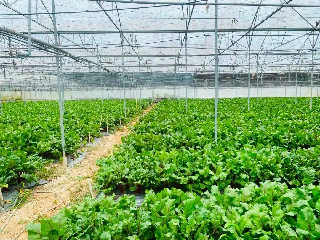 Bán 2,2 hecta đất nông nghiệp Đơn Dương, 3 mặt tiền - Ảnh 1