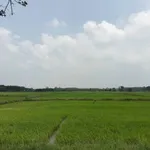 Bán đất ruộng 2.6 công Tây Ninh 300 triệu - Ảnh thu nhỏ 1