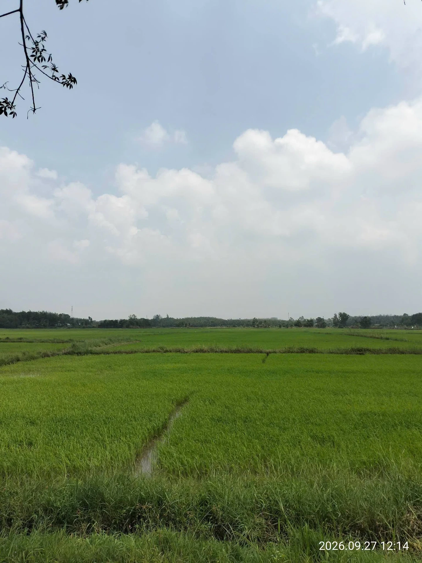 Bán đất ruộng 2.6 công Tây Ninh 300 triệu - Ảnh 1