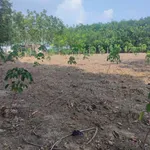 Bán đất cao su Cần Giờ 7 hecta mặt tiền Bao La 1.2 tỷ - Ảnh thu nhỏ 3