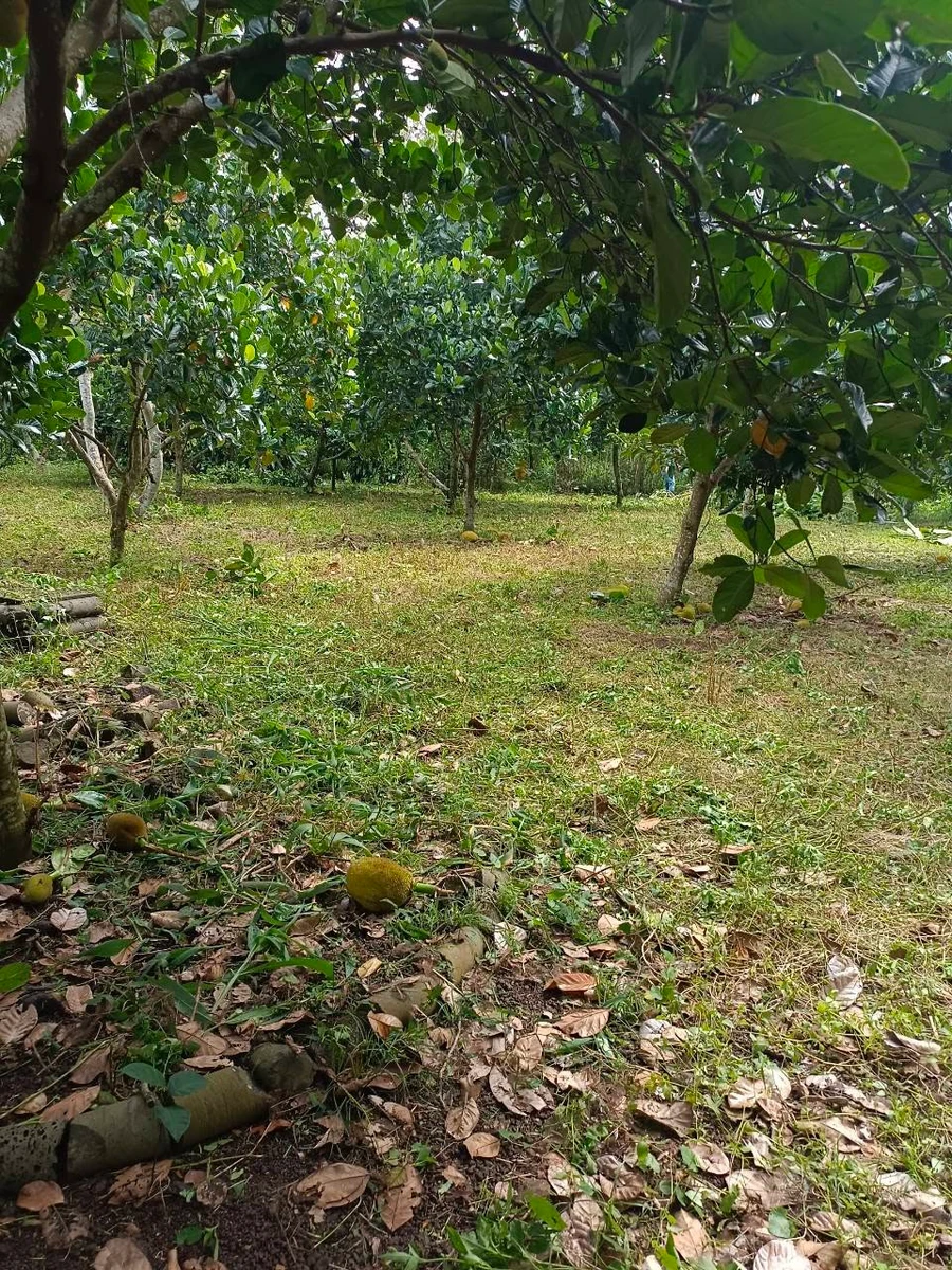 Bán đất 28m² mặt tiền vườn trái cây Bảo Vinh 1 tỷ - Ảnh thu nhỏ 4