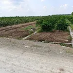 Bán đất vườn 1.303m² 2 mặt tiền Bình Đức, Bến Lức - Ảnh thu nhỏ 2
