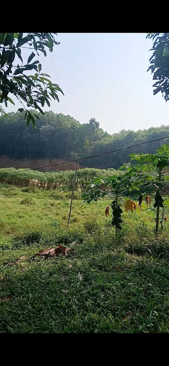Bán trang trại 1,4 ha Phường Văn Phú - Ảnh thu nhỏ 2