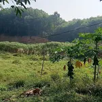Bán trang trại 1,4 ha Phường Văn Phú - Ảnh thu nhỏ 2