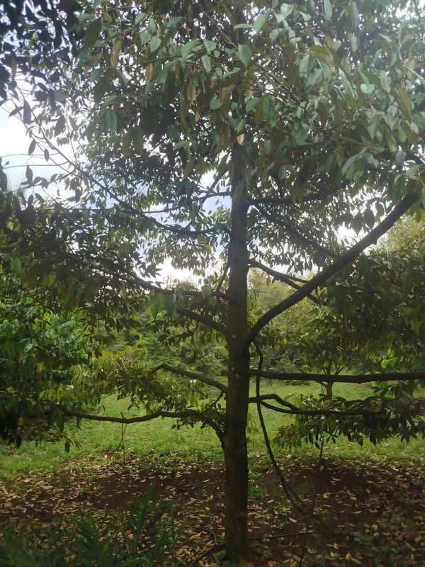 Bán đất nông doanh 6.607m² Long Khánh, Đồng Nai - 5 tỷ