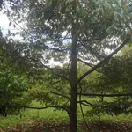 Bán đất nông doanh 6.607m² Long Khánh, Đồng Nai - 5 tỷ - Ảnh thu nhỏ 1