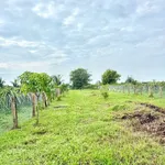 Bán đất CLN 900m² mặt tiền Hàm Liêm, Bình Thuận - Ảnh thu nhỏ 3