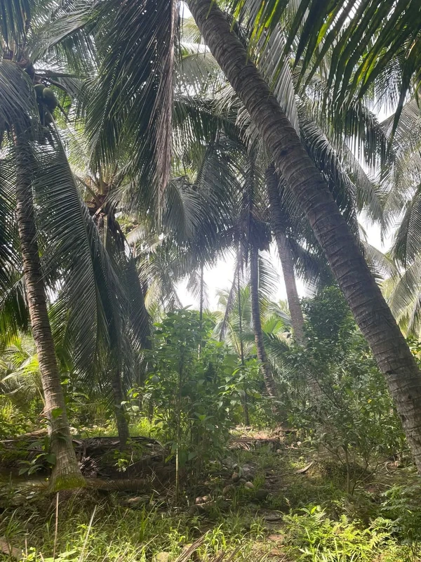 Bán đất vườn dừa 2000m² Thạnh Phú Đông, Bến Tre