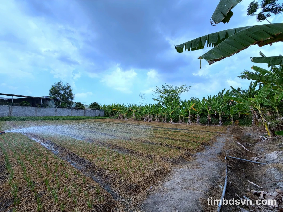 Bán đất mặt tiền Văn Tiến Dũng, Tân Hưng, 1089m2 - Ảnh thu nhỏ 5