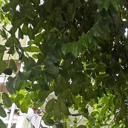 Nhà mặt tiền Phùng Khắc Khoan Quy Nhơn 47m² giá 3 tỷ - Ảnh thu nhỏ 4