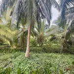 Bán đất Xã Phú Nhuận Bến Tre 569m2 - Ảnh thu nhỏ 2