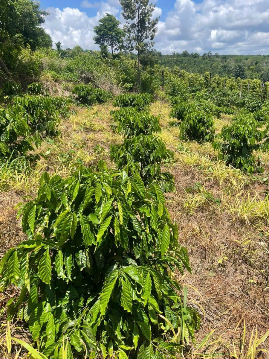 Bán đất 1,4 hectare Đắk Rla, Đắk Nông 1,45 tỷ - Ảnh 1