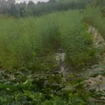 Bán đất 7000m² mặt tiền Long Hậu, Đồng Tháp - Ảnh thu nhỏ 5