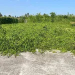Bán đất vườn 420m² Hiệp Thạnh, Long An - Ảnh thu nhỏ 5