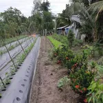 Bán đất 200m² gần Trường Tiểu Học Phú Thuận, Xã Phú Hòa - Ảnh thu nhỏ 1