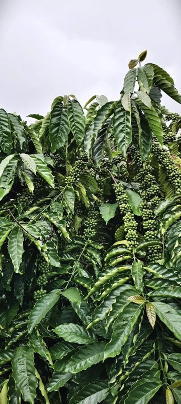 Bán lô vườn 3,8 ha cà phê macca tiêu Tuy Đức Lâm Đồng