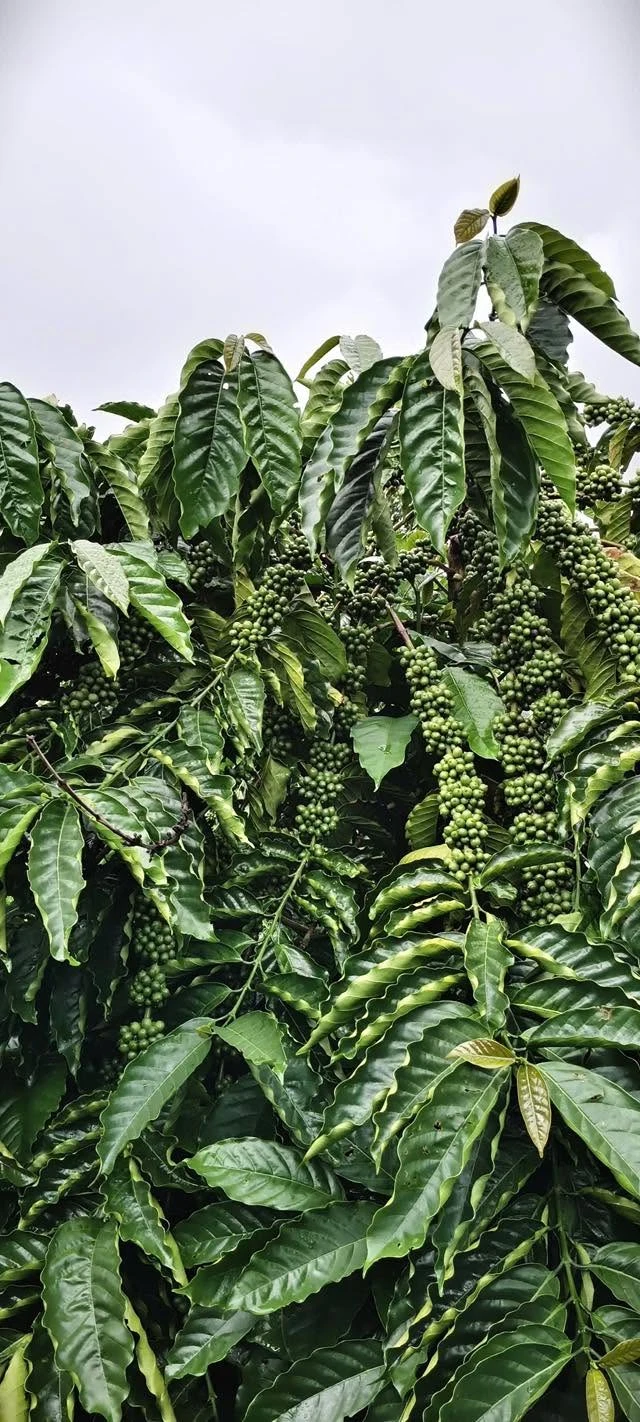 Bán lô vườn 3,8 ha cà phê macca tiêu Tuy Đức Lâm Đồng - Ảnh 1