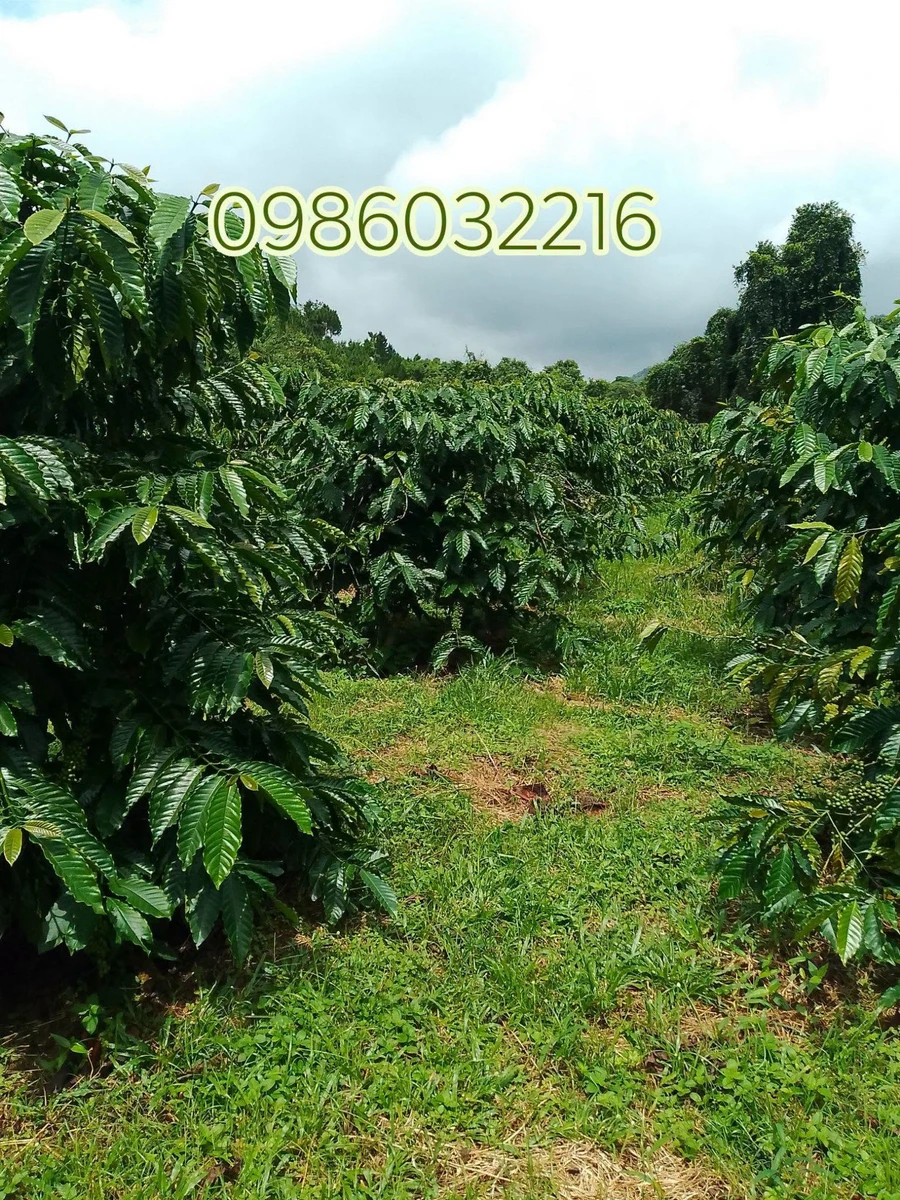 Bán đất rẫy cà phê 4.3 ha Gia Nghĩa, Đắk Nông - Ảnh thu nhỏ 4