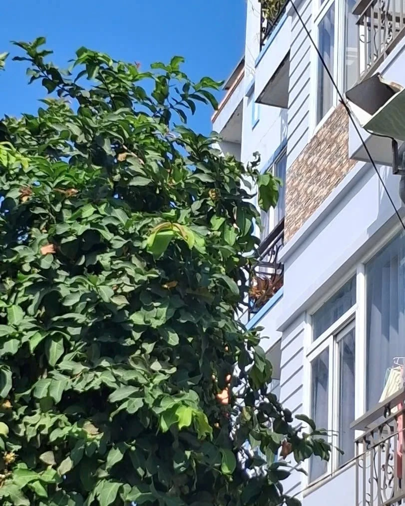 Bán nhà 4 tầng 52m² Nguyễn Thị Định Quận 2 - Ảnh 1