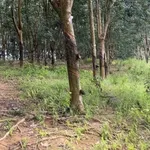 Bán 7 hectare đất cao su Phú Trung, Bình Phước - Ảnh thu nhỏ 2