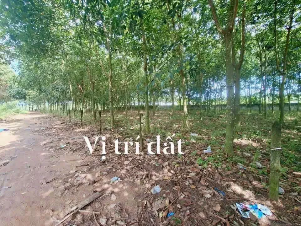 Bán đất vườn cao su 4.300 m² An Lĩnh Phú Giáo 1 tỷ 9 - Ảnh thu nhỏ 3