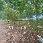 Bán đất vườn cao su 4.300 m² An Lĩnh Phú Giáo 1 tỷ 9 - Ảnh thu nhỏ 3