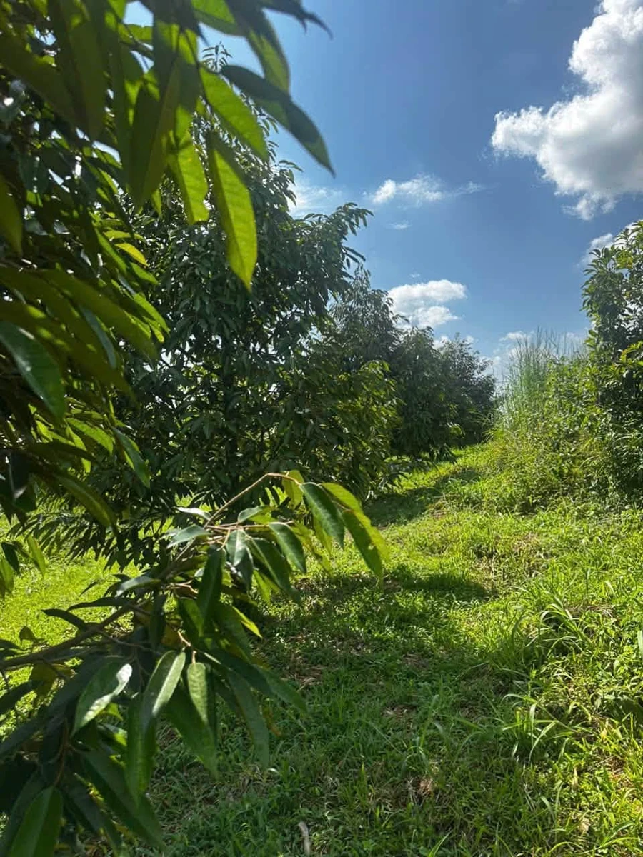 Bán 1,7 hectare sầu riêng năm 4 tại Eakhal, Đắk Lắk - Ảnh 1