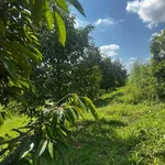 Bán 1,7 hectare sầu riêng năm 4 tại Eakhal, Đắk Lắk - Ảnh thu nhỏ 1