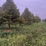 Bán đất vườn 3690m² có nhà Cờ Đỏ Cần Thơ 4,5 tỷ - Ảnh thu nhỏ 5