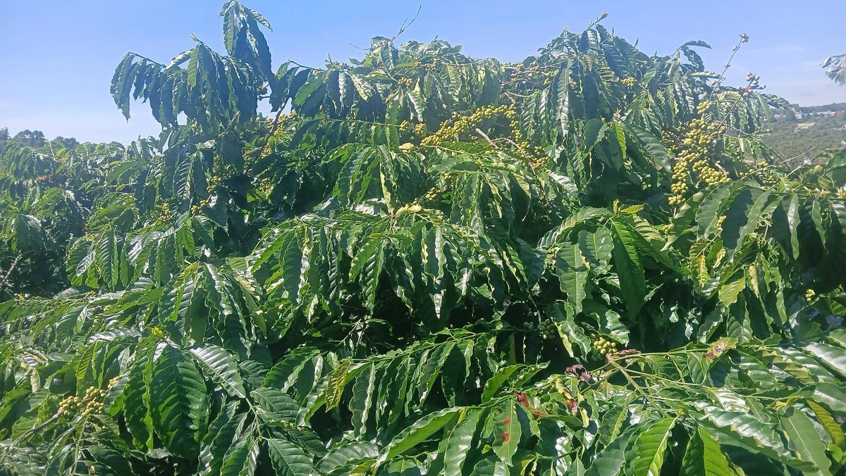 Bán đất 2,5ha Tuy Đức, Lâm Đồng, giá 6 tỷ - Ảnh 1