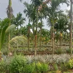 Bán 9.9 công đất rẫy Cau Dừa Khóm, 1 tỷ 200 triệu - Ảnh thu nhỏ 5